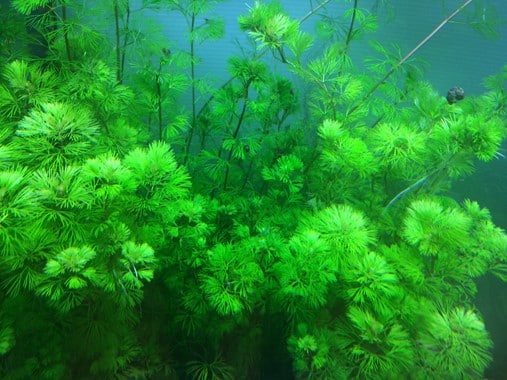 Cabomba woekert in Loosdrechtse Plassen