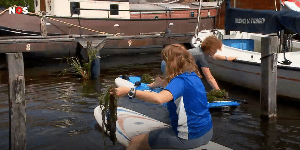 Meike en Ole verwijderen irritante waterplanten